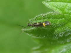 Malthodes marginatus