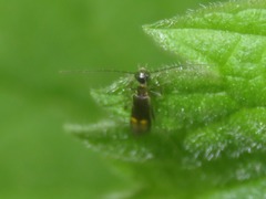 Malthodes marginatus