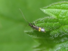 Malthodes marginatus