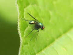 Dolichopodidae