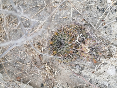 Mammillaria carnea