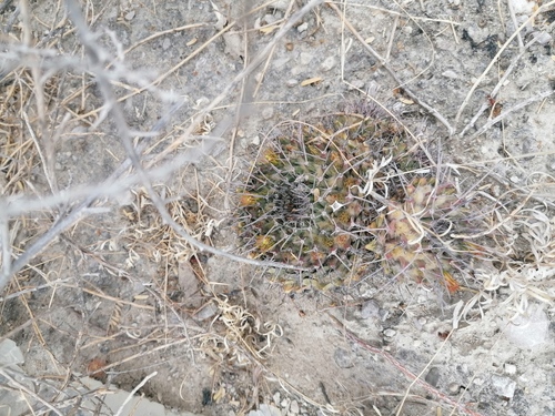 Mammillaria carnea