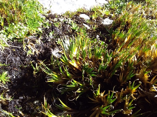 Distichia filamentosa (Distichia filamentosa)