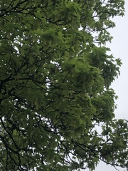Acer pseudoplatanus