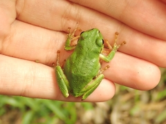 Hyla japonica