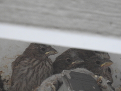 Haemorhous mexicanus