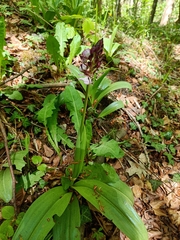 Orchis purpurea
