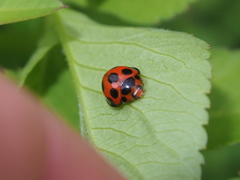 Harmonia dimidiata