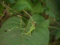 Teramnus labialis