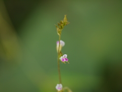 Teramnus labialis