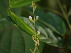 Teramnus labialis