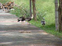 Theristicus caudatus