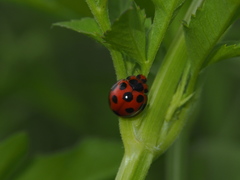 Harmonia dimidiata
