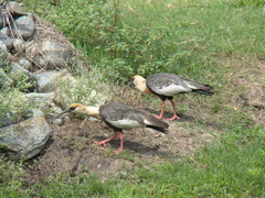 Theristicus caudatus