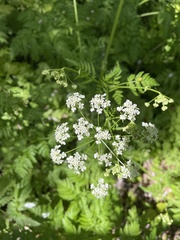Anthriscus sylvestris