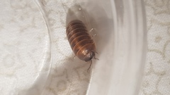 Armadillidium badium
