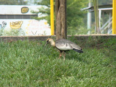 Theristicus caudatus