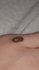 Armadillidium badium