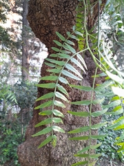 Schinus molle