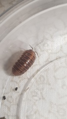 Armadillidium badium