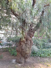 Schinus molle