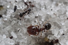 Pheidole adrianoi