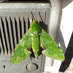 Euchloron megaera