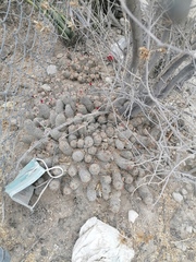 Mammillaria sphacelata