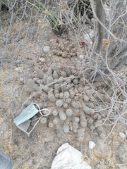 Mammillaria sphacelata
