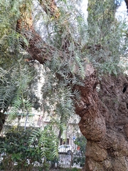 Schinus molle