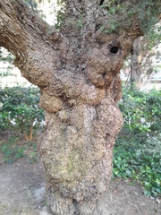 Schinus molle