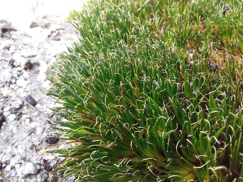 Distichia filamentosa (Distichia filamentosa)