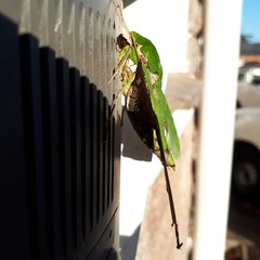 Euchloron megaera