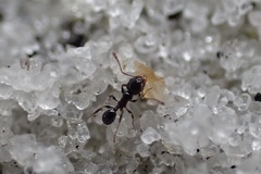 Pheidole adrianoi