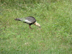 Theristicus caudatus