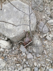 Bursera schlechtendalii