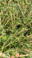 Asterolasia trymalioides