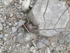 Bursera schlechtendalii