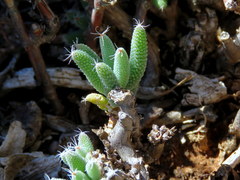 Trichodiadema setuliferum