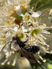 Andrena vaga