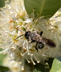Andrena vaga