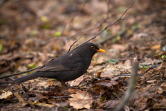 Turdus merula