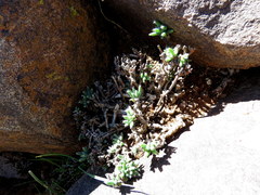 Trichodiadema setuliferum