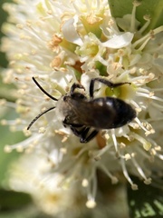 Andrena vaga