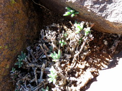 Trichodiadema setuliferum