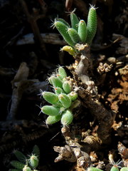 Trichodiadema setuliferum