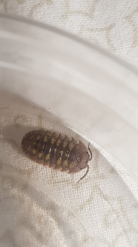 Granulated Pill Woodlouse, Prowincja Sassari, Włochy, photo 10 of 10