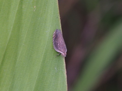 Lophops carinata
