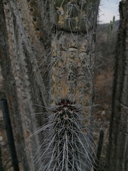 Lemaireocereus hollianus