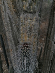 Lemaireocereus hollianus